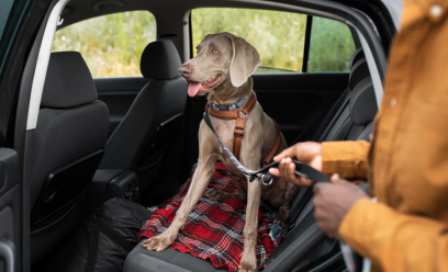 Uber for Pet Sitters